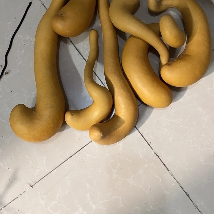 艺****）葫芦葫芦葫芦葫芦葫芦