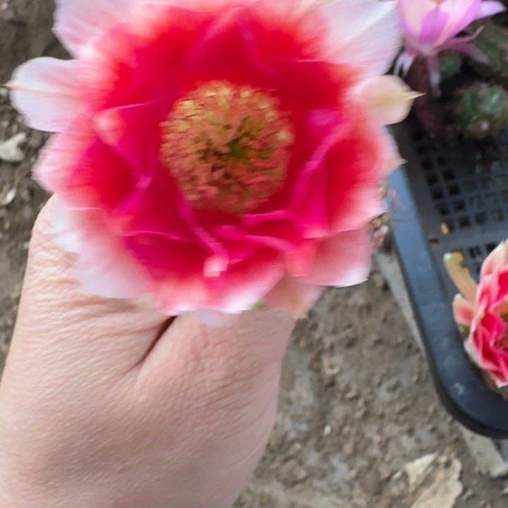 329丽水花歪无根侧牙3公分左右，20包邮