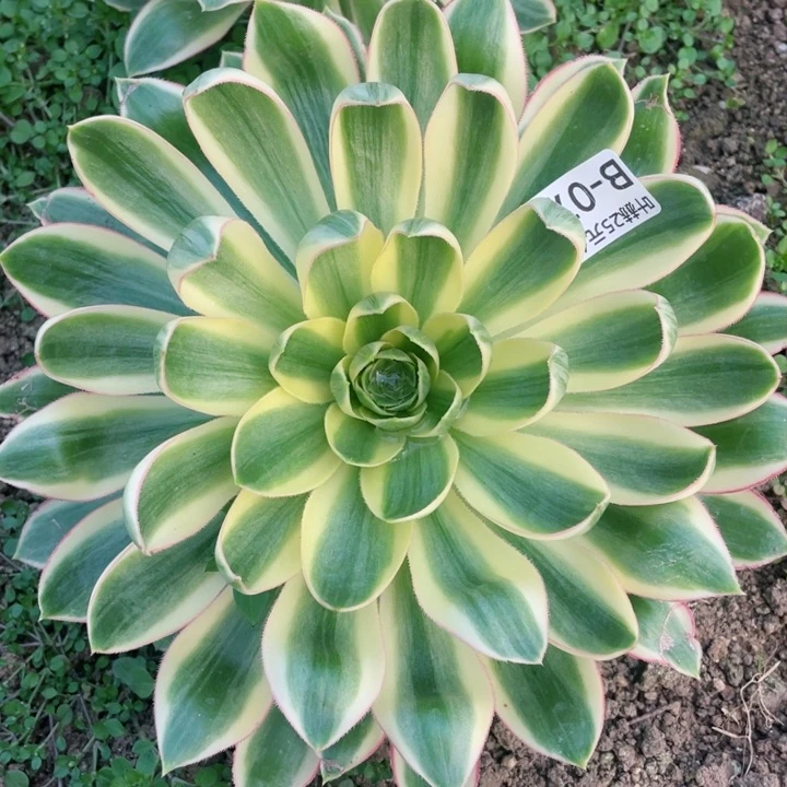 74青莲多肉12345678