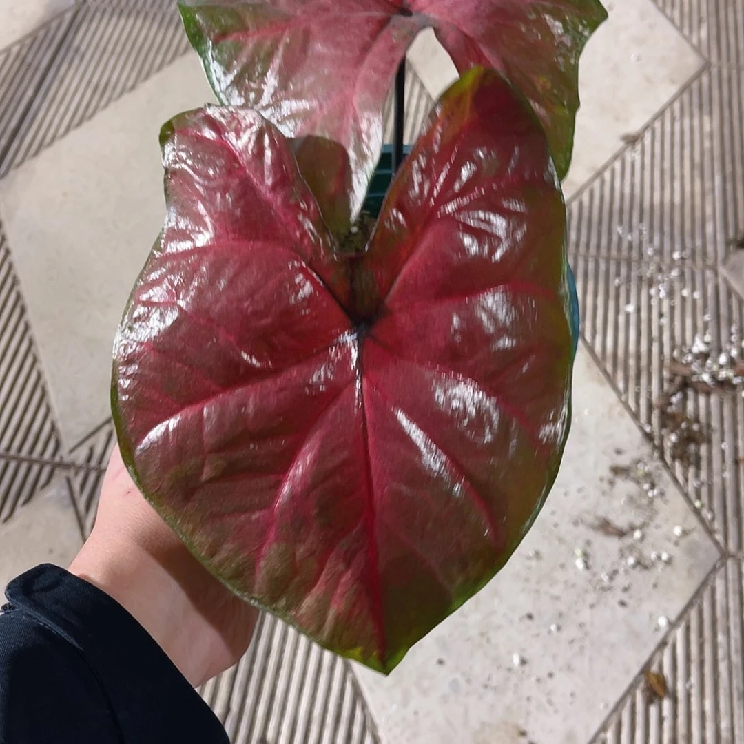 完全开放A259泰彩