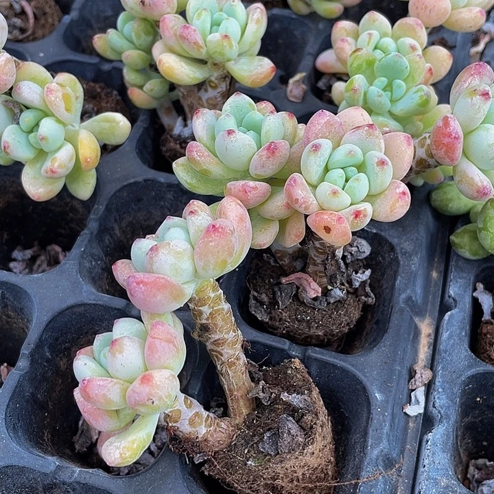 香水罗琦2.8带土发货