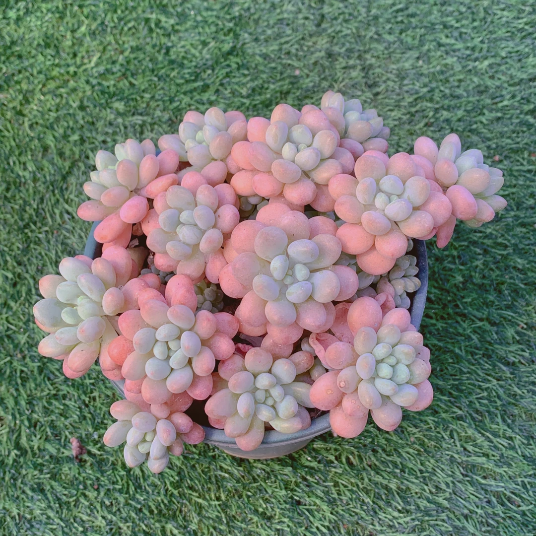 鱼子酱加伦杯多肉精品多肉植物盆栽阳台好养花卉一单包邮