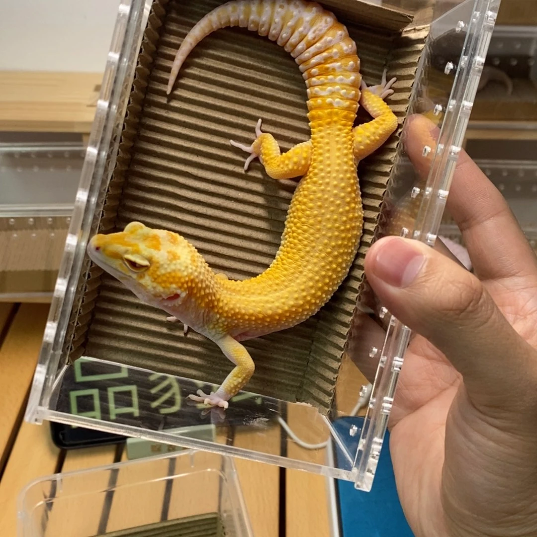 豹纹守宫精品豹纹