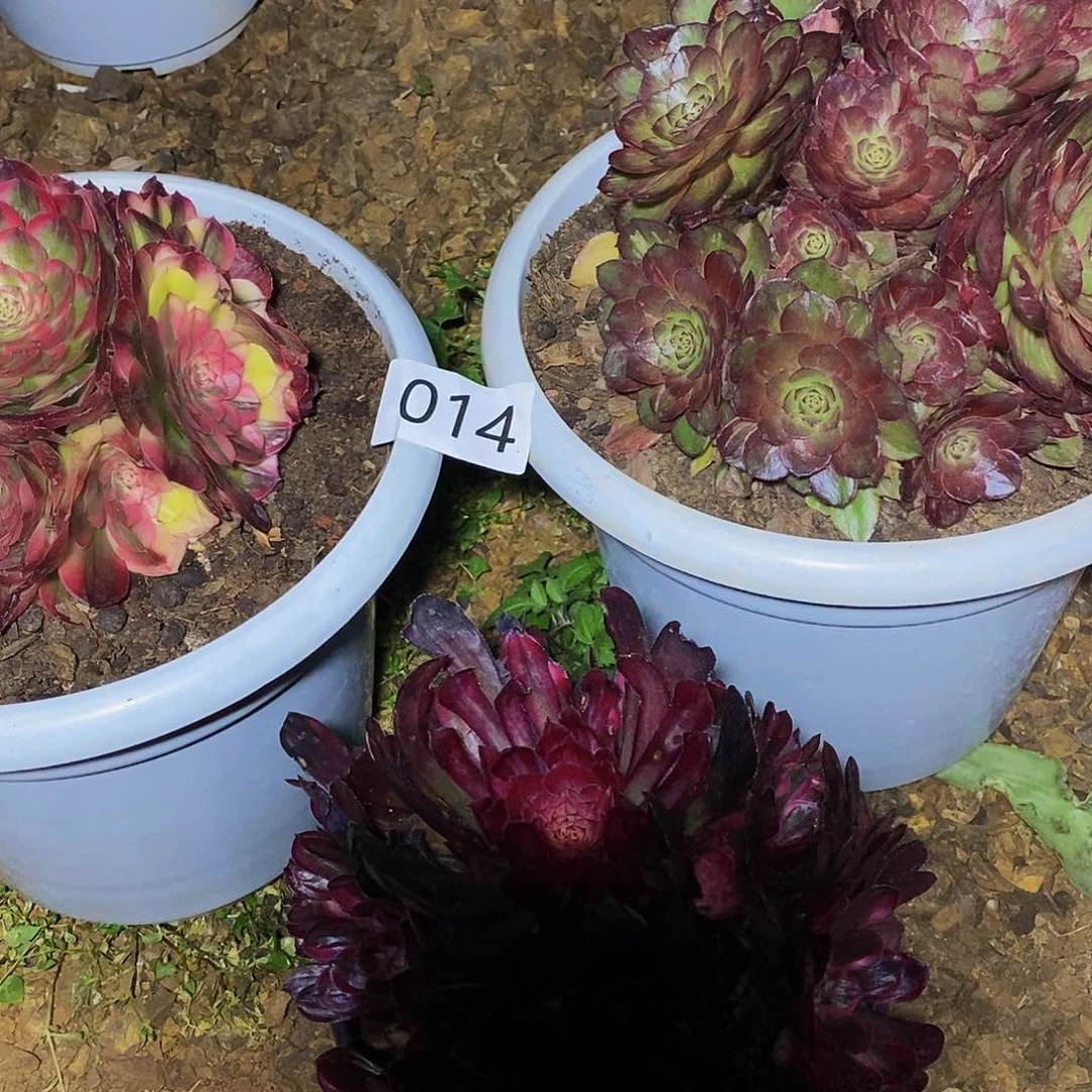 以**待上古园艺014号