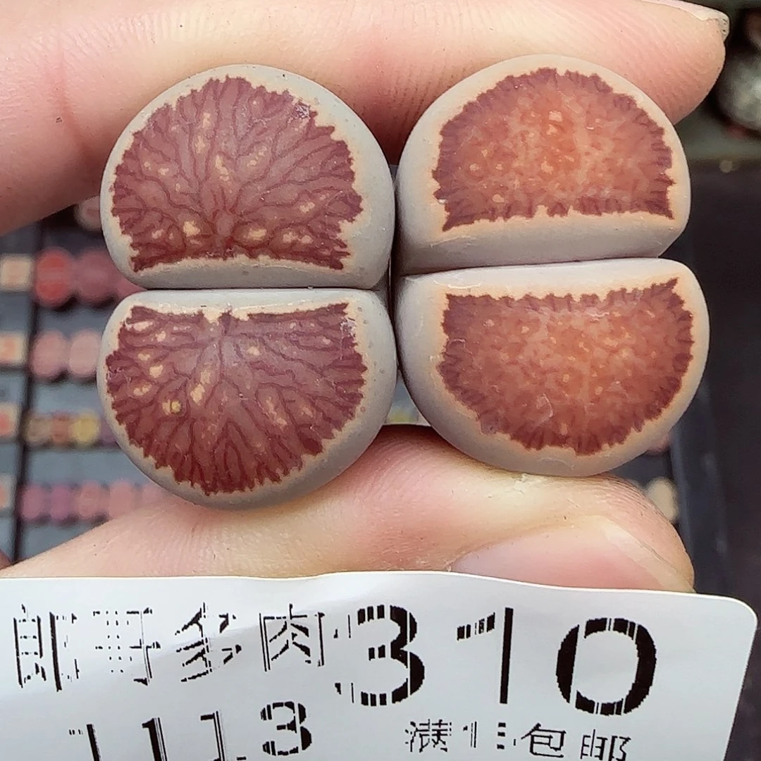 满满18包邮1113-310