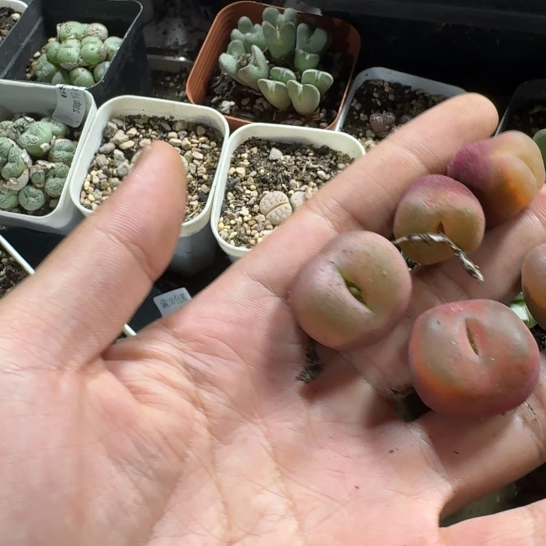 给****击812。两颗毛毛。  多肉植物