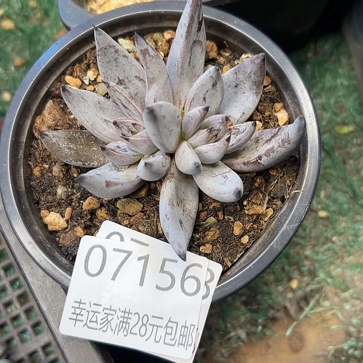 幸运的是我还没遇到