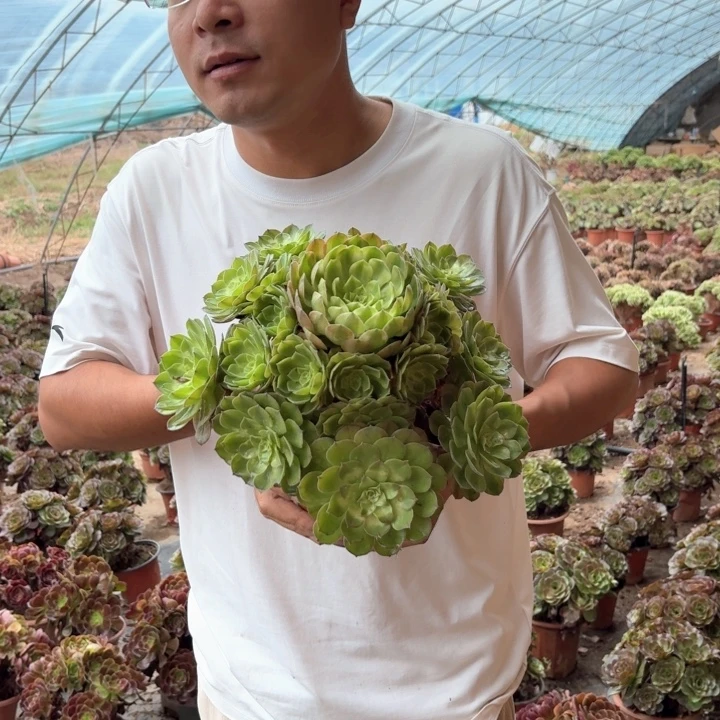 雨荷好看好养好看