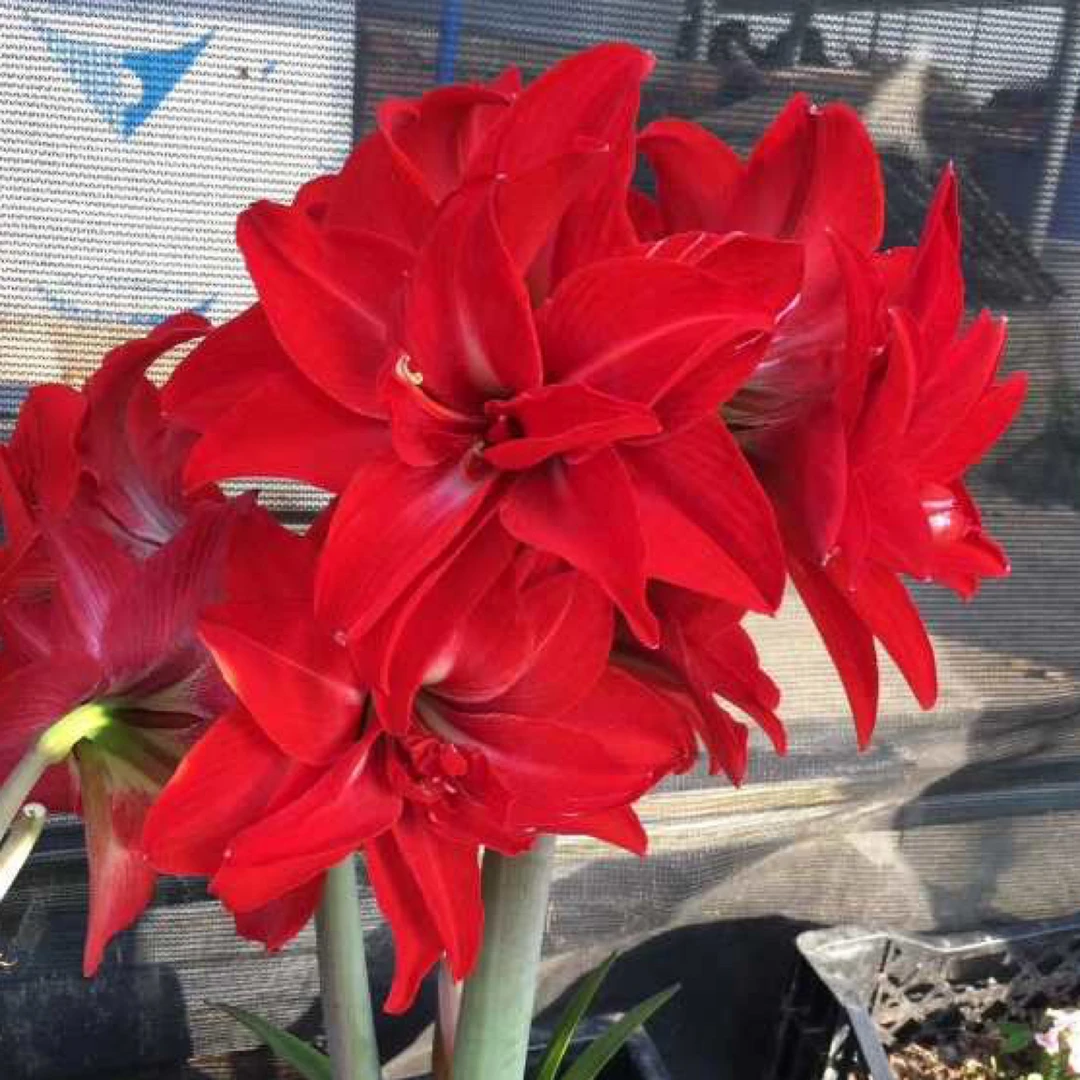 【双美味特价重瓣】朱顶红种球  花班长园艺  任意满两个包邮