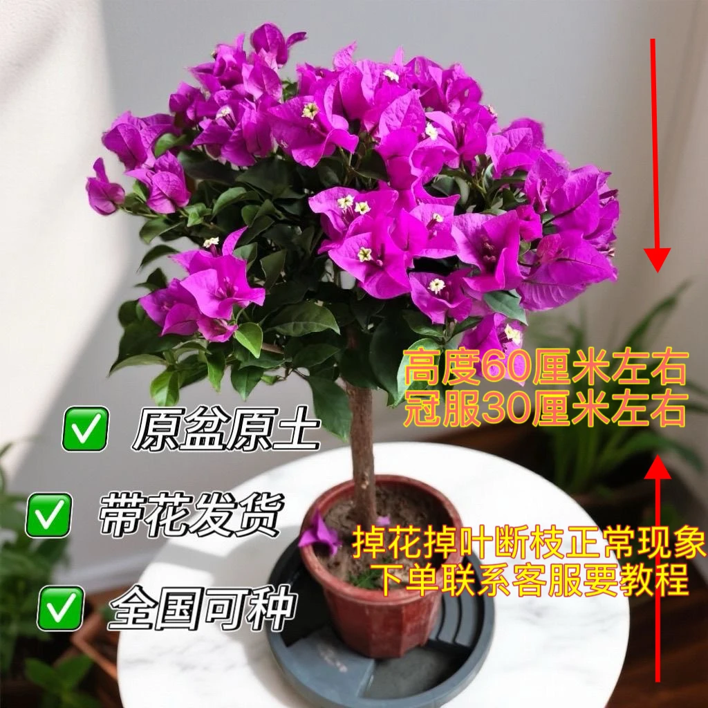 高60cm原盆原土云南紫三角梅带花发货四季开花好养易活庭院种植
