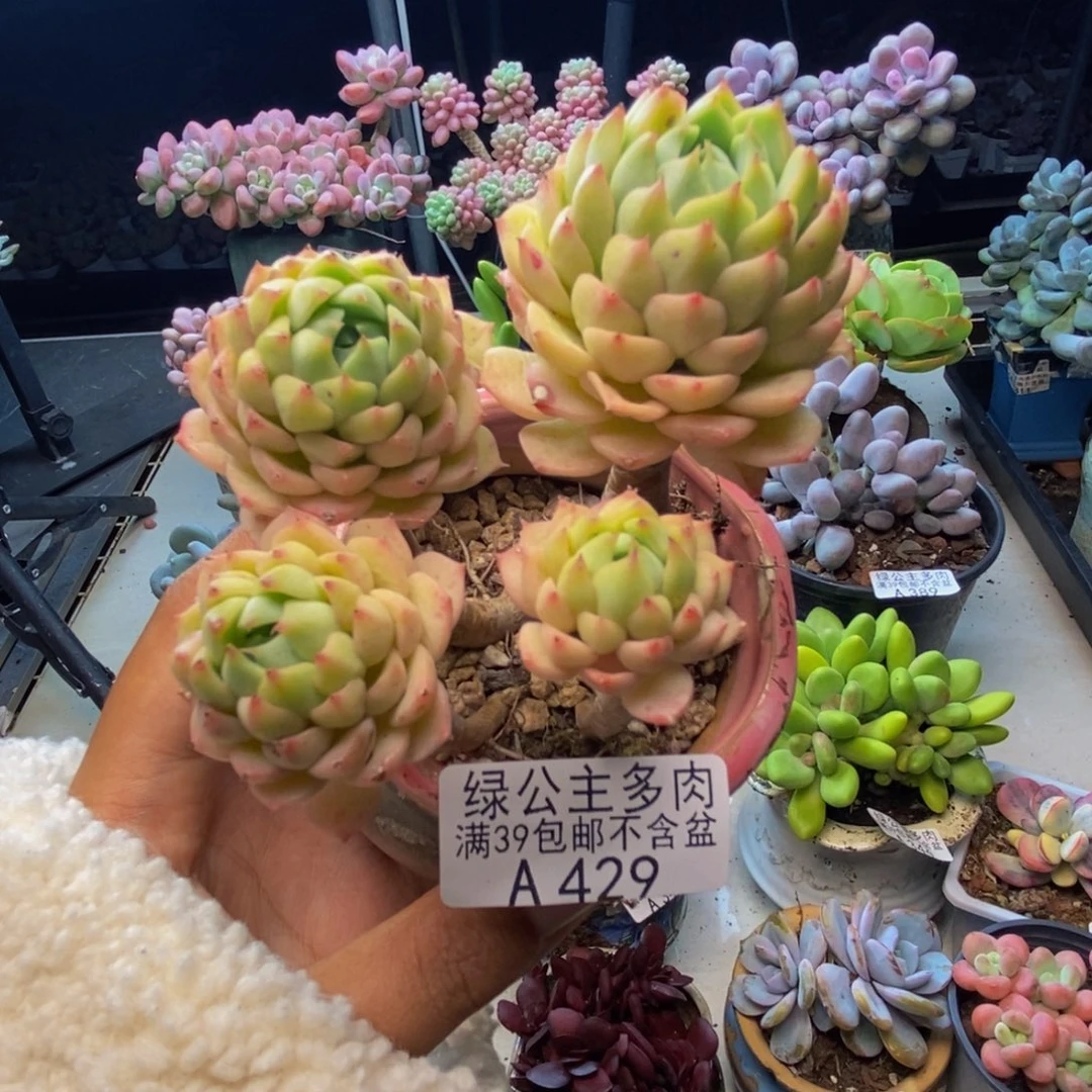 429玛咖娜多肉有砍