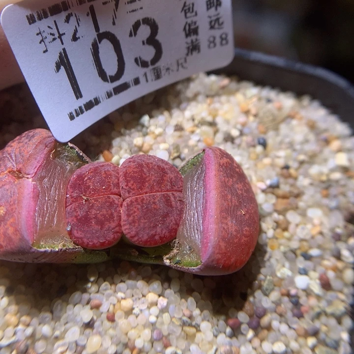 精品生石花217.103