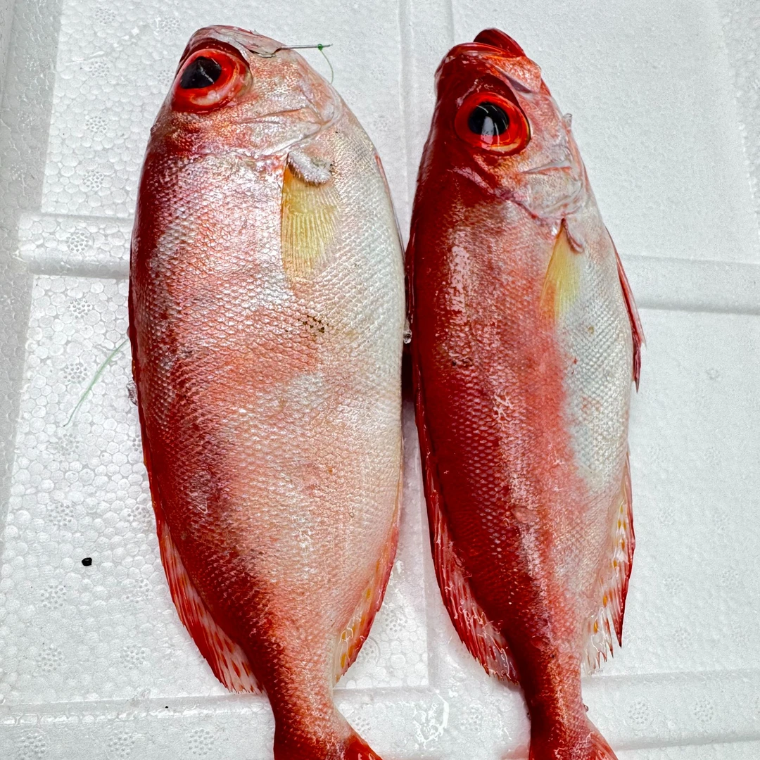 【新鲜红目鲢】上街弟推荐肉质鲜甜 紧实 天然规格不一（保鲜到家）