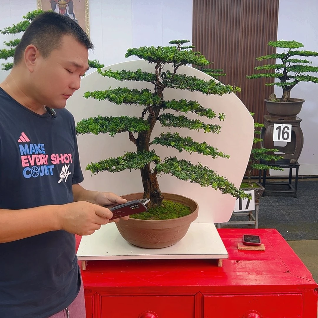 不开花植物红芽罗汉松老桩