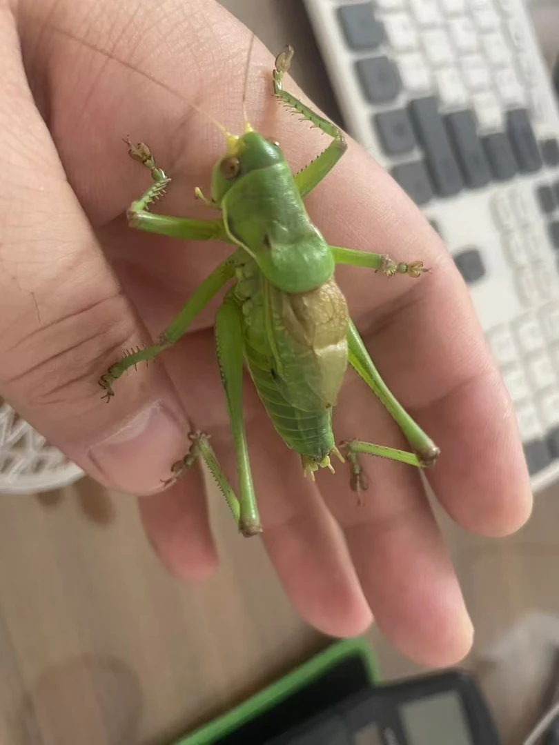 蝈蝈活虫精品翠绿蝈蝈山青蝈蝈