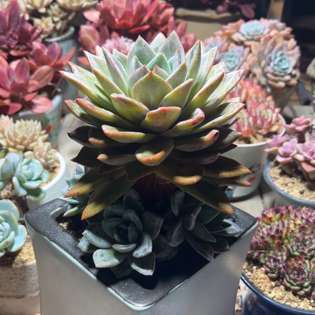 老桩手捧德国香槟多肉植物ruguohen