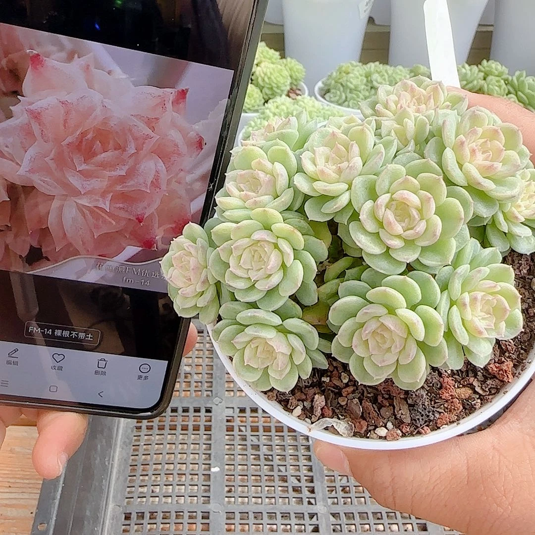 【闪购商品】1013-67（fm-14）