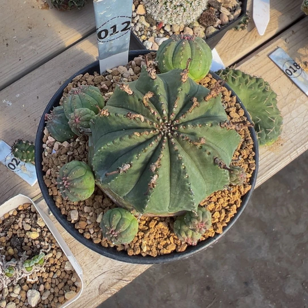 012自根泰系布纹球多肉植物带盆土