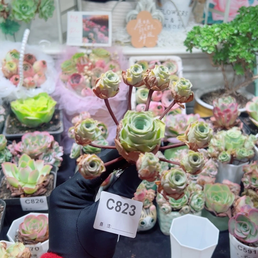 823小情书飘枝群福利（断枝不售后）