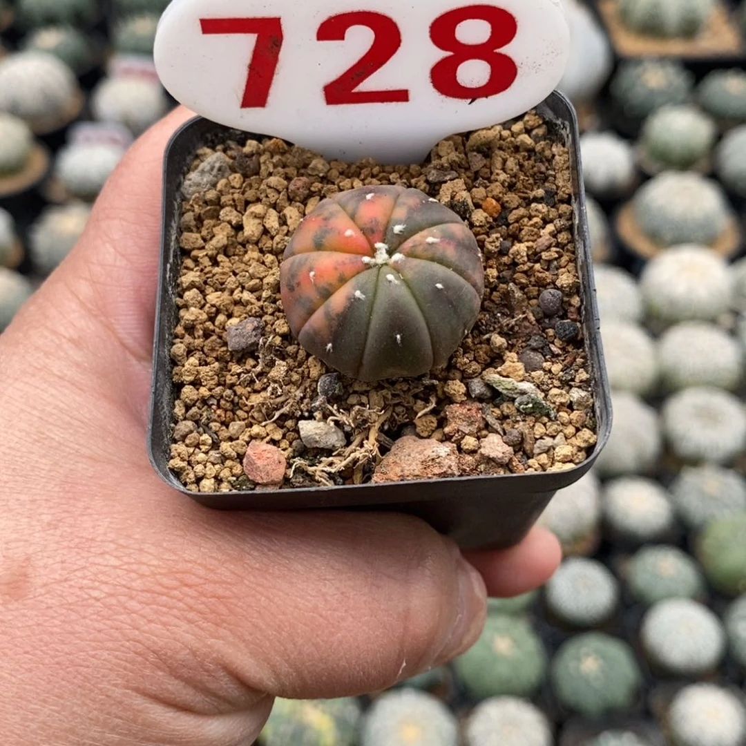 728兜锦福利多多