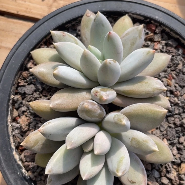 红体，胖体，哥特，满38包邮