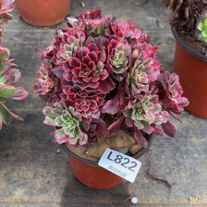 瑞妈多肉园艺822同花顺