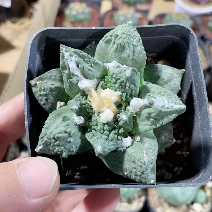 030怒涛牡丹仙人球