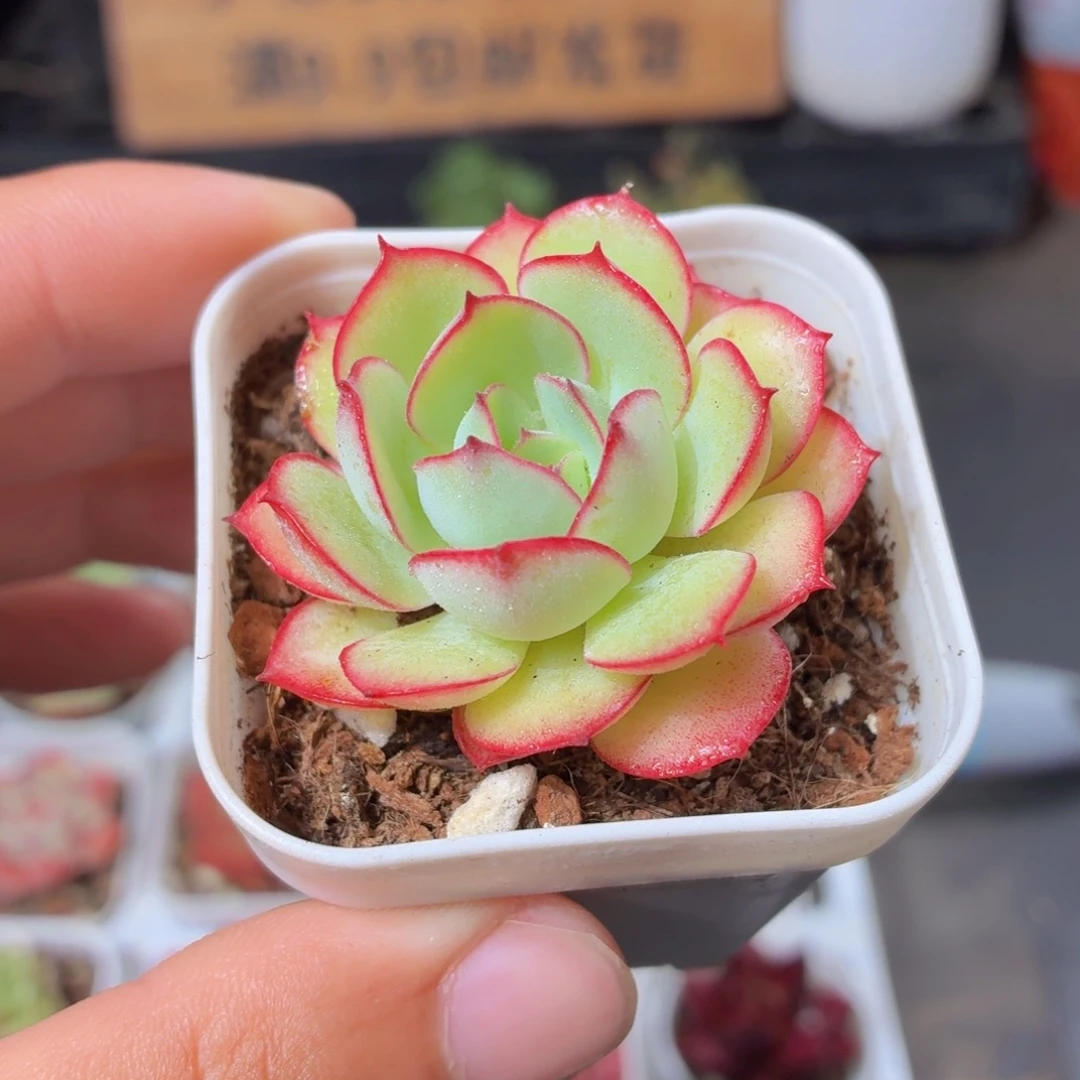 帕拉梅拉多肉9.9包邮发货