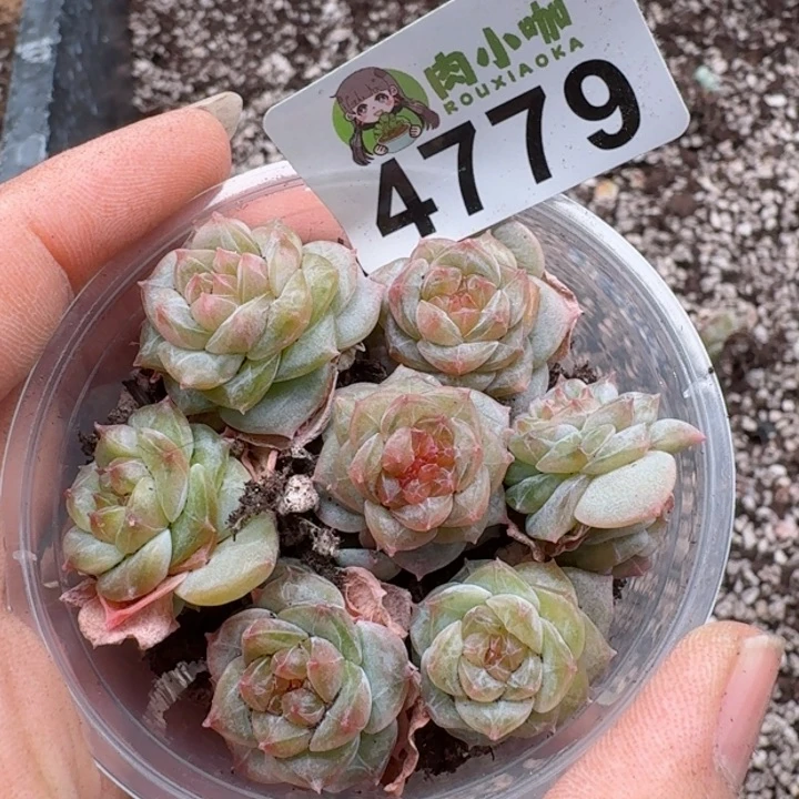 多肉植物多肉植物