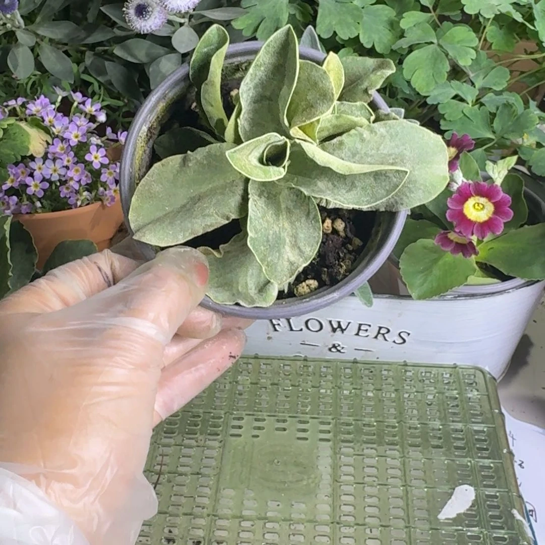 小*?一物一拍  耳叶报春 A794