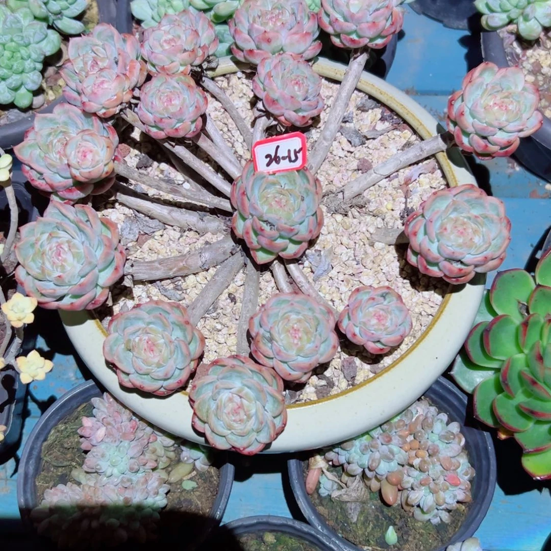 奶****精品多肉植物老桩