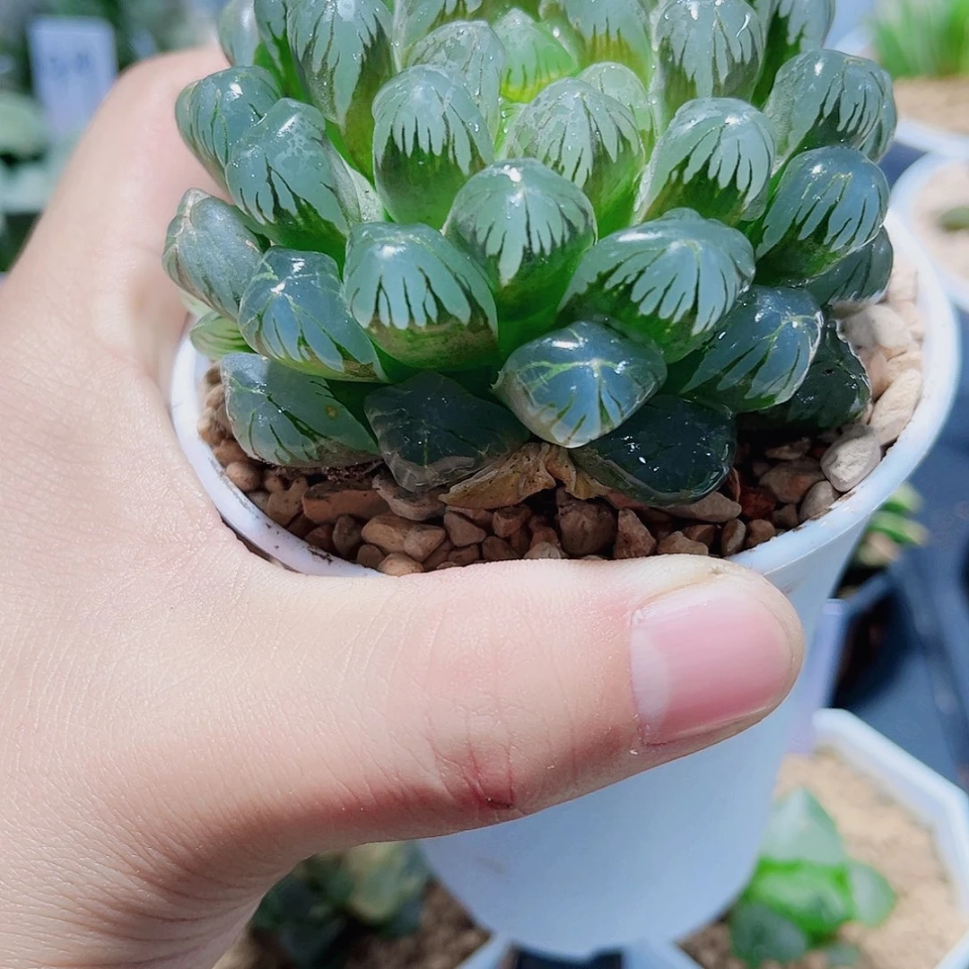 母本冰灯新手福利