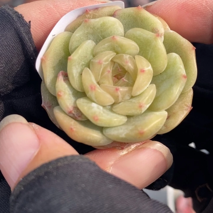 1221-561，白恋多肉