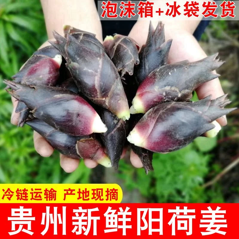 【新鲜现摘】贵州阳荷姜当季高山洋荷蔬菜鲜嫩洋合姜茗荷洋霍洋火笋