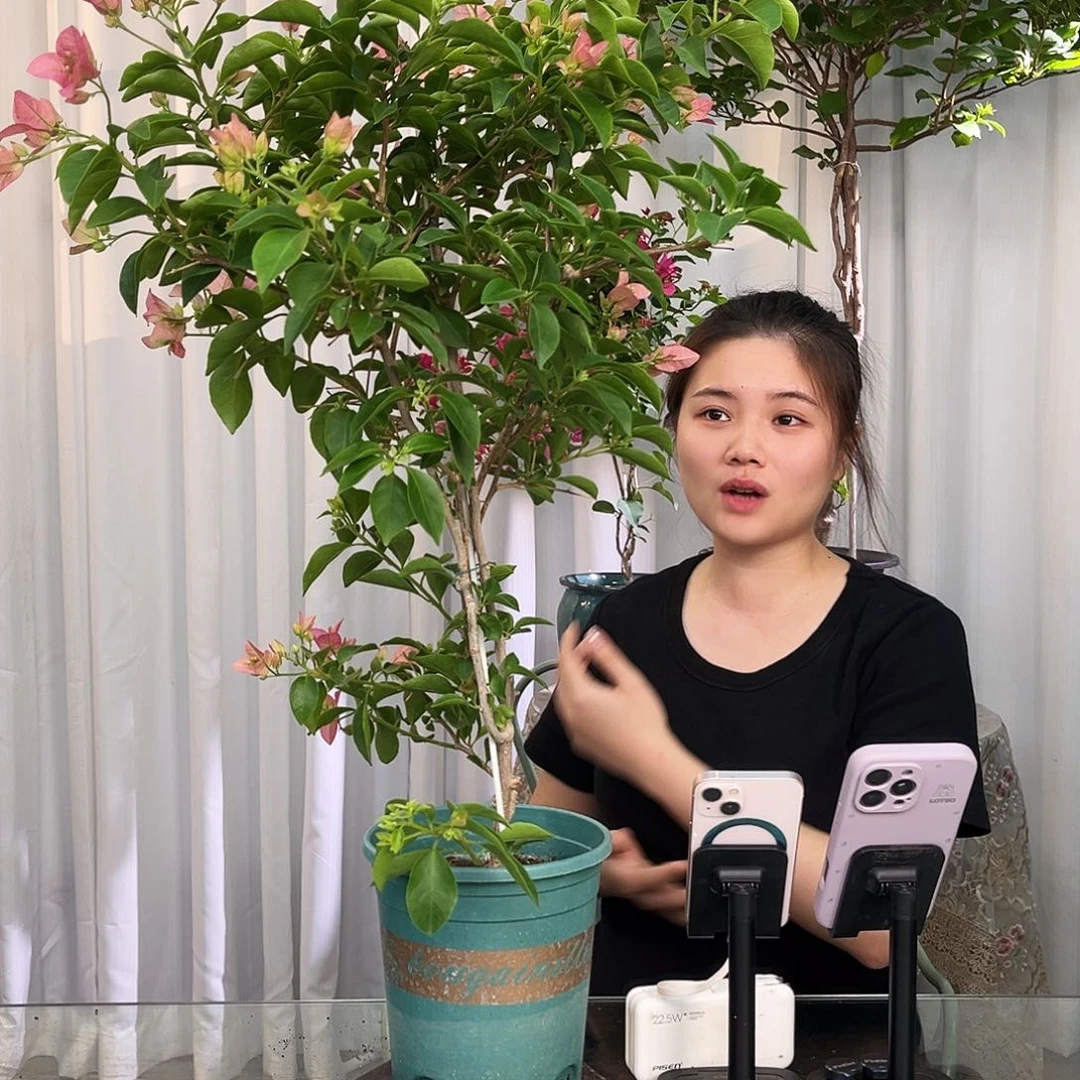 当前无花栽培后可以开花卡亚塔带竹一颗
