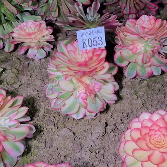 053荔枝多肉植物