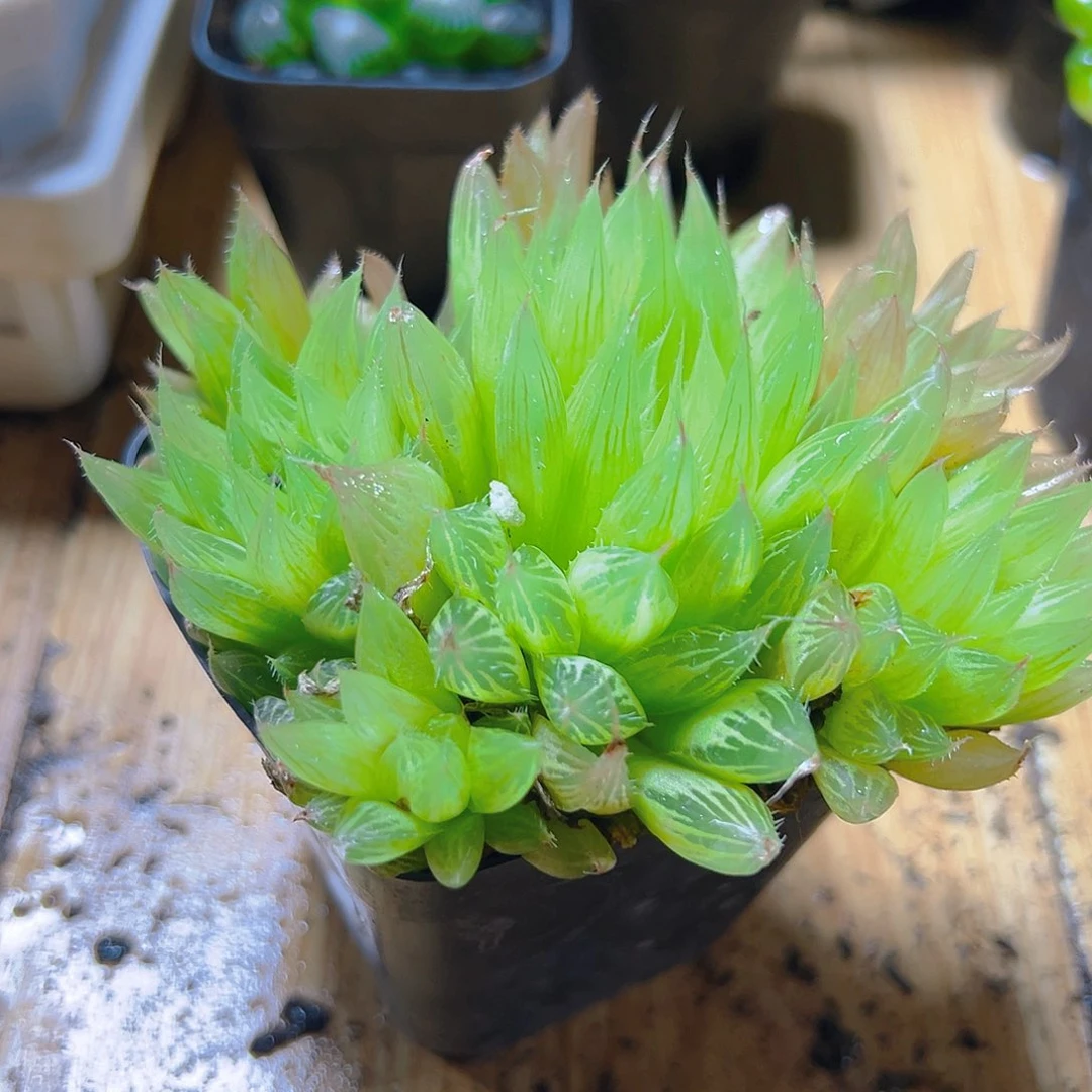 实生玉露群多肉多肉多肉一颗