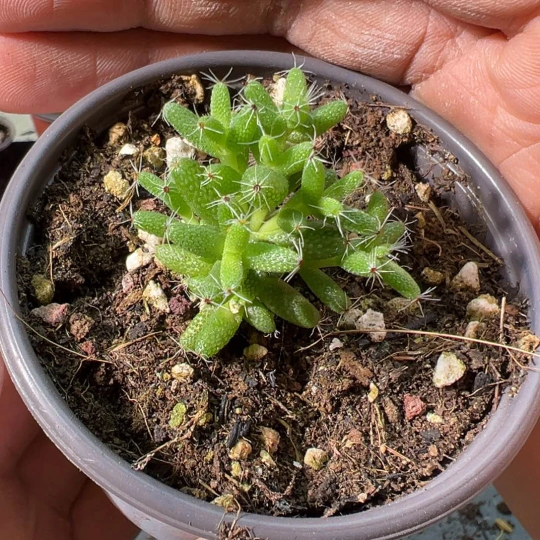 爆米花90杯老桩福利