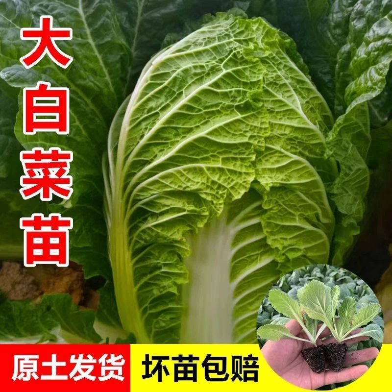 【大白菜苗】黄心大白菜卷芯秋冬种植秋季冬储大白菜高产多叶适合