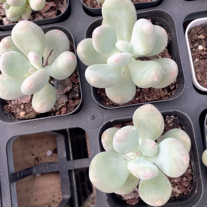 月美人徒长随机发满18