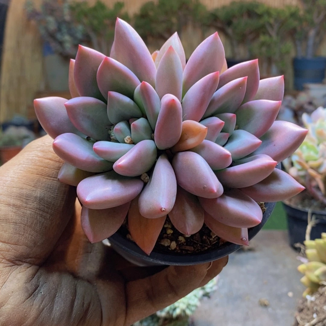 小*A21号初音杂交