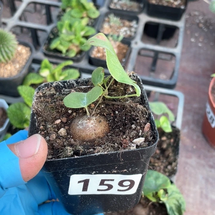 159南非龟甲龙小苗