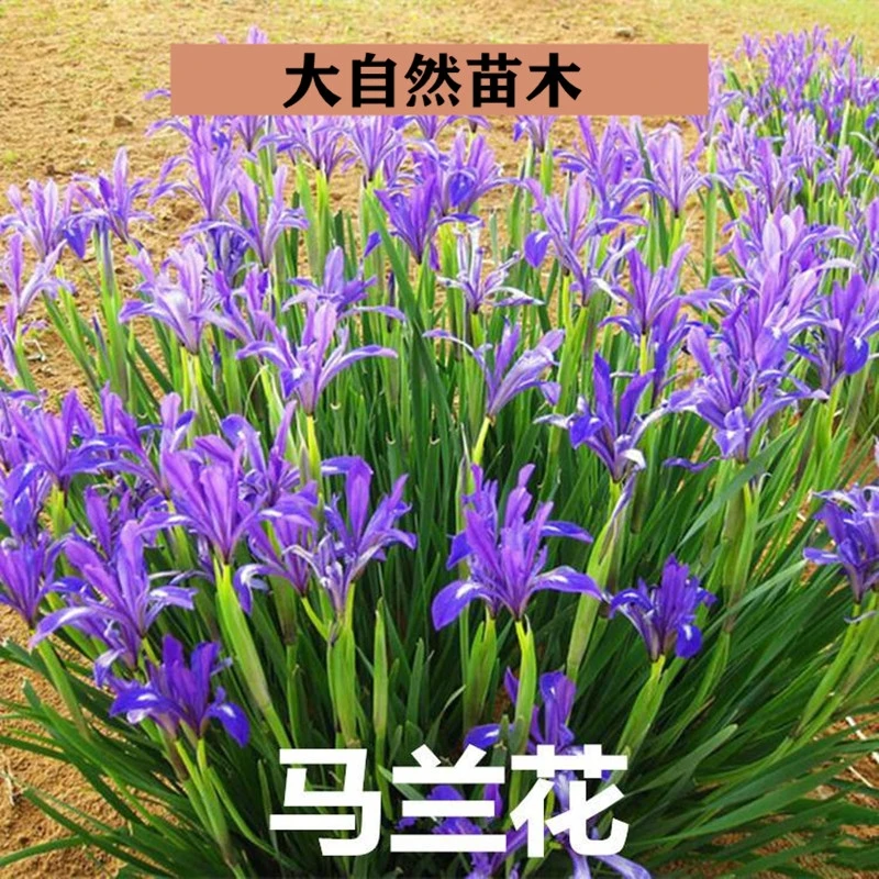 马兰花盆栽 马兰花苗绿化苗马蔺花 马兰花苗 马莲 香蒲苗宿根花卉