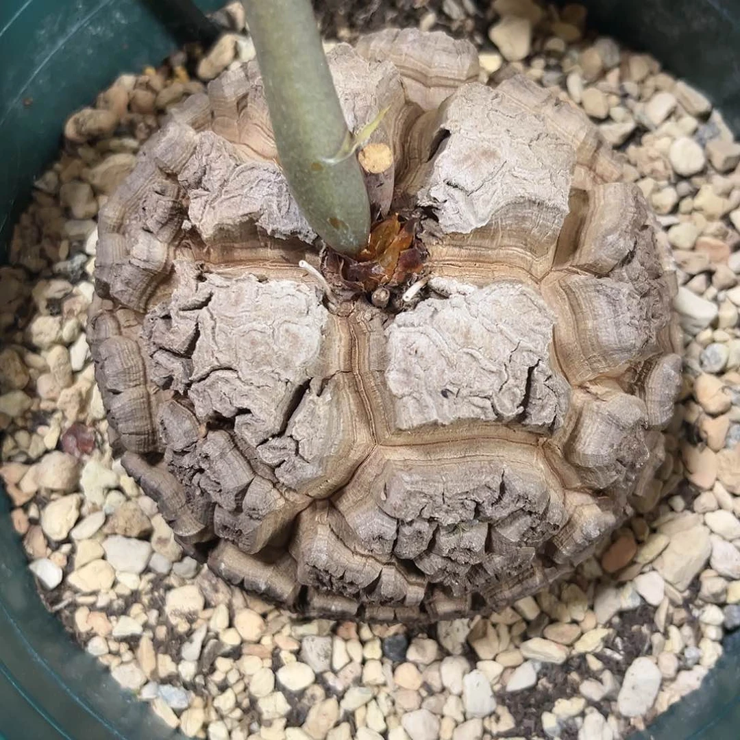 乔*伟306龟甲龙12345678