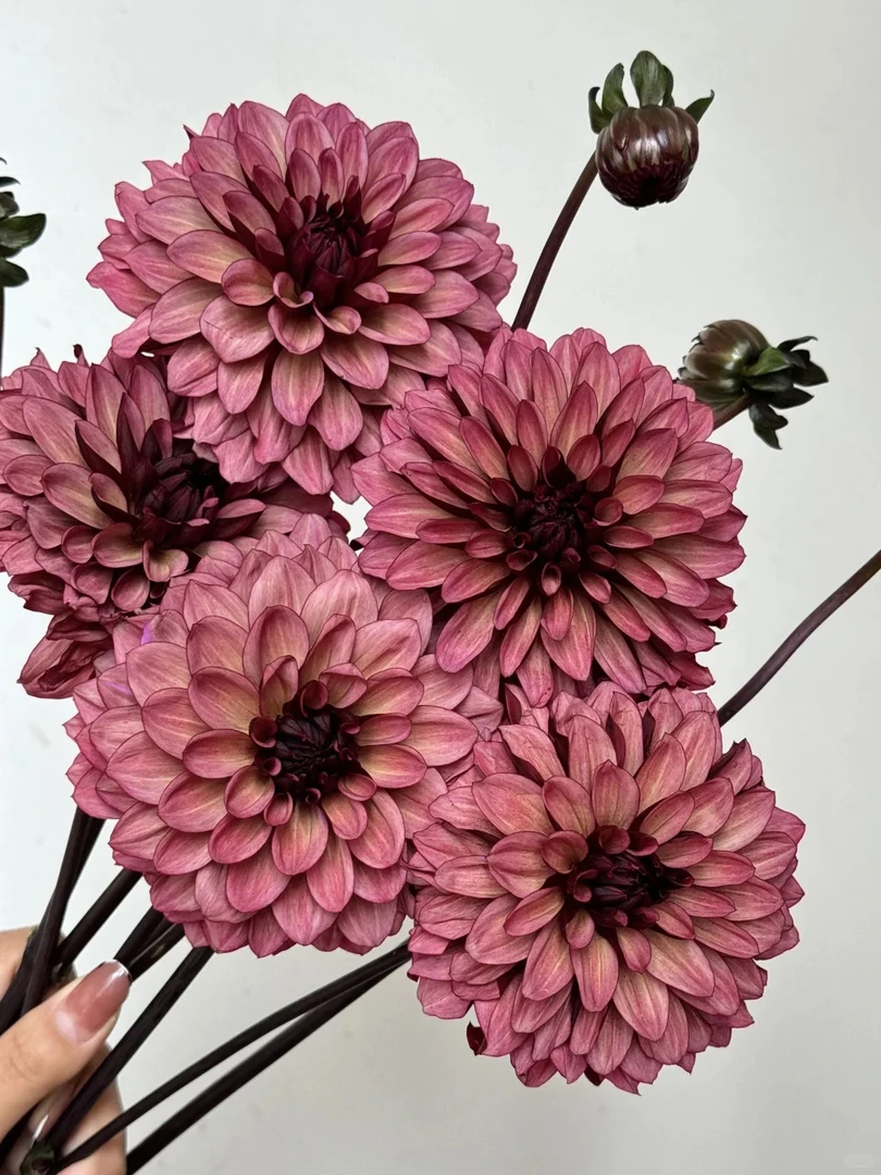 （焦糖玛奇朵）荷兰进口大丽花种球多年生花卉