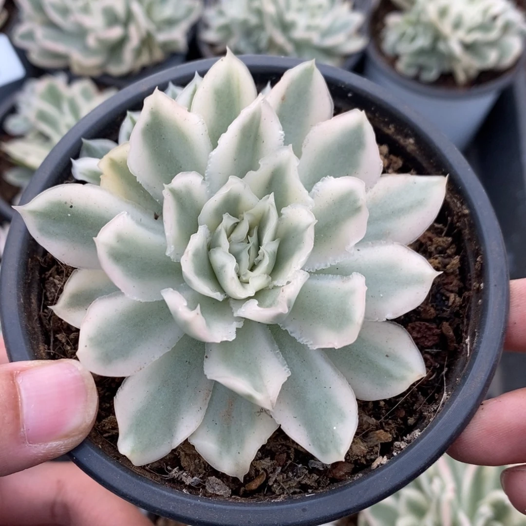 紫蝴蝶多肉植物8679