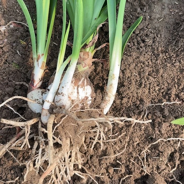 无花朵祈*蓝色蜂鸟有标包对版