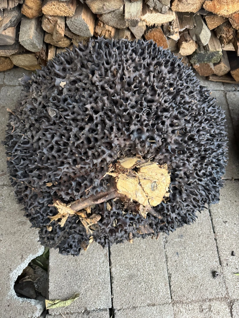 （2朵金花）云南边境（黑蚂蚁窝）