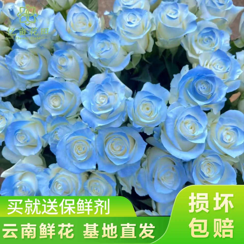 碎冰蓝玫瑰10支【全店任意满2件发顺丰京东】云南新鲜鲜花直发家用