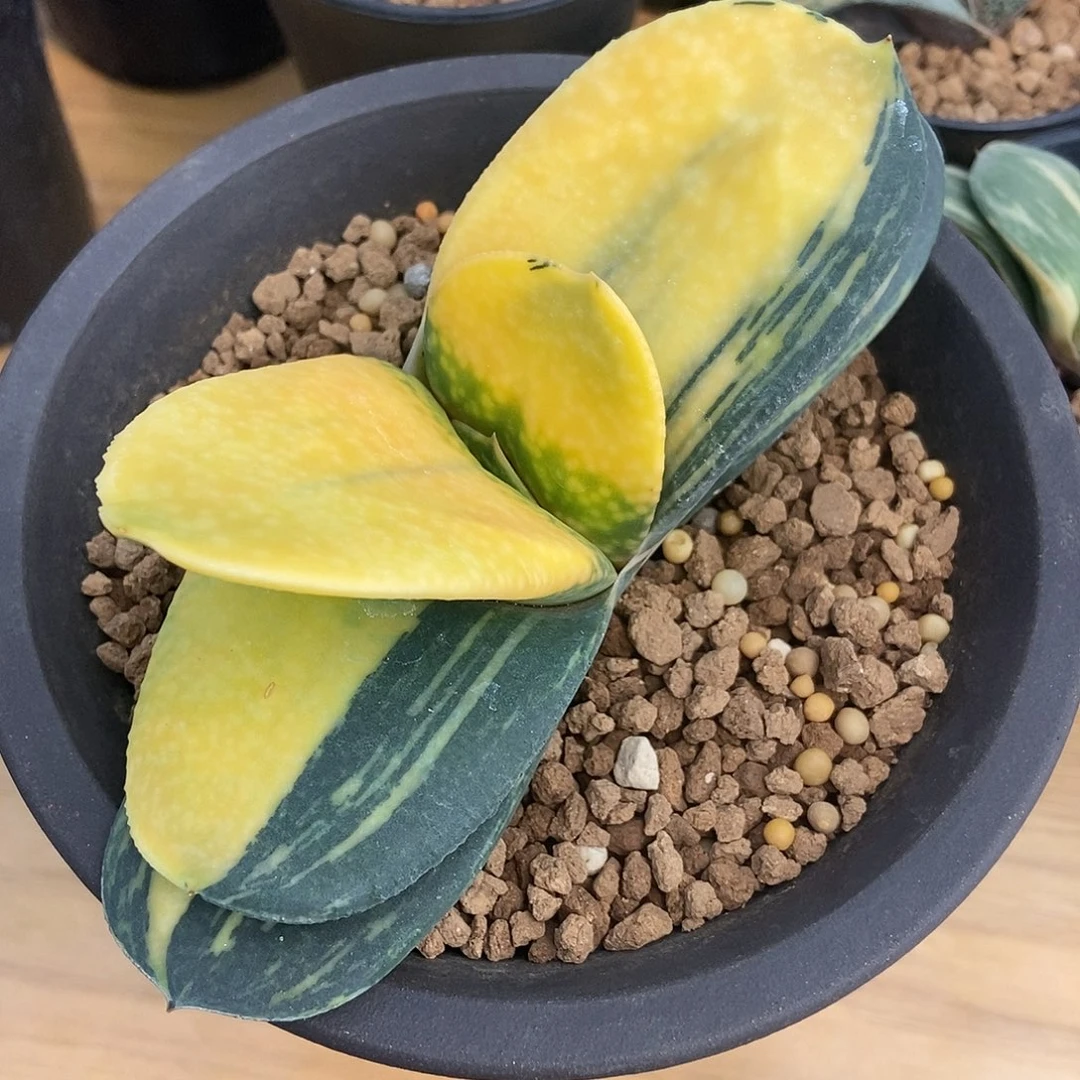 全***忆大糊斑锦带盆发货